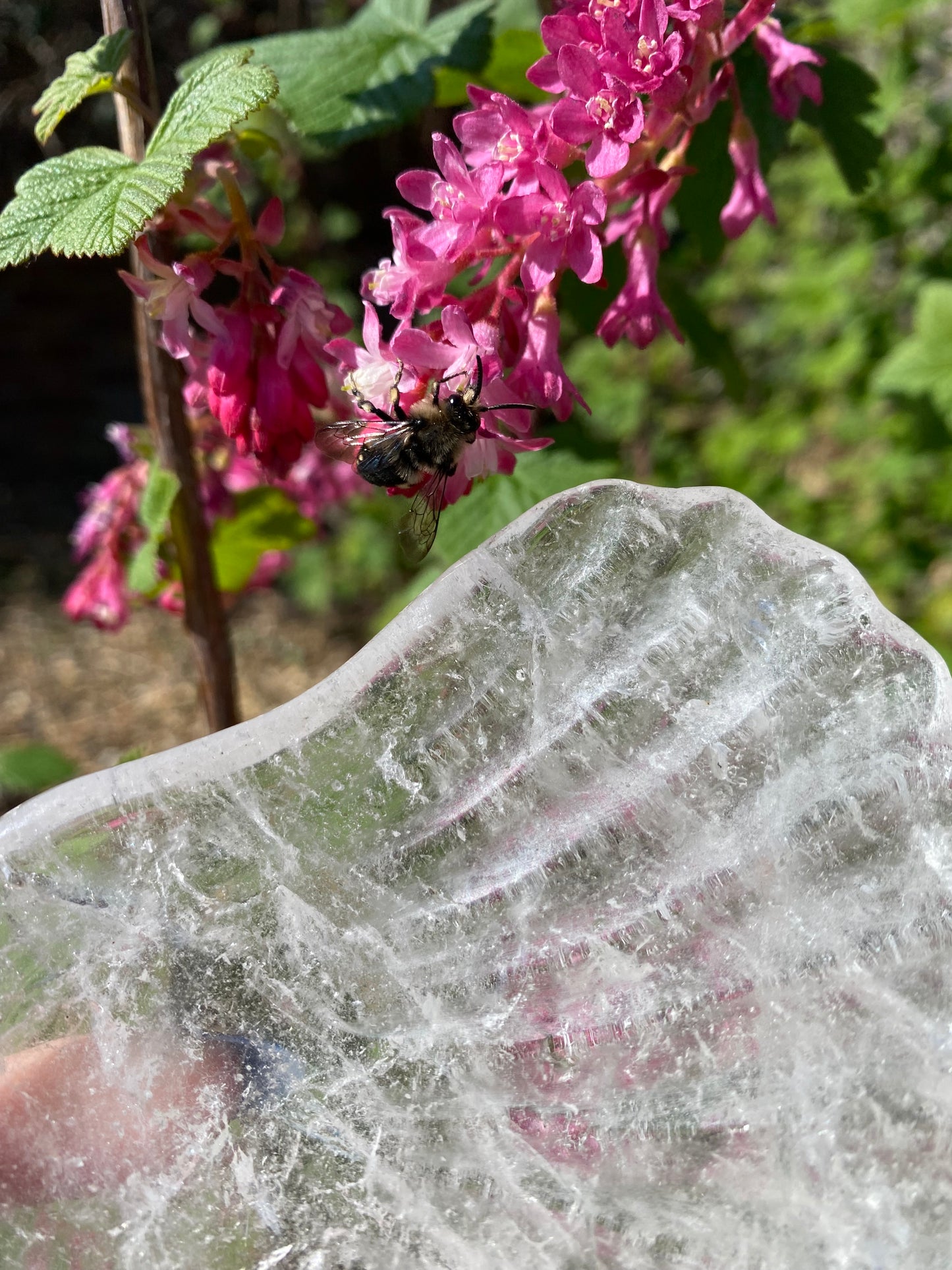 Quartz Shell Tray