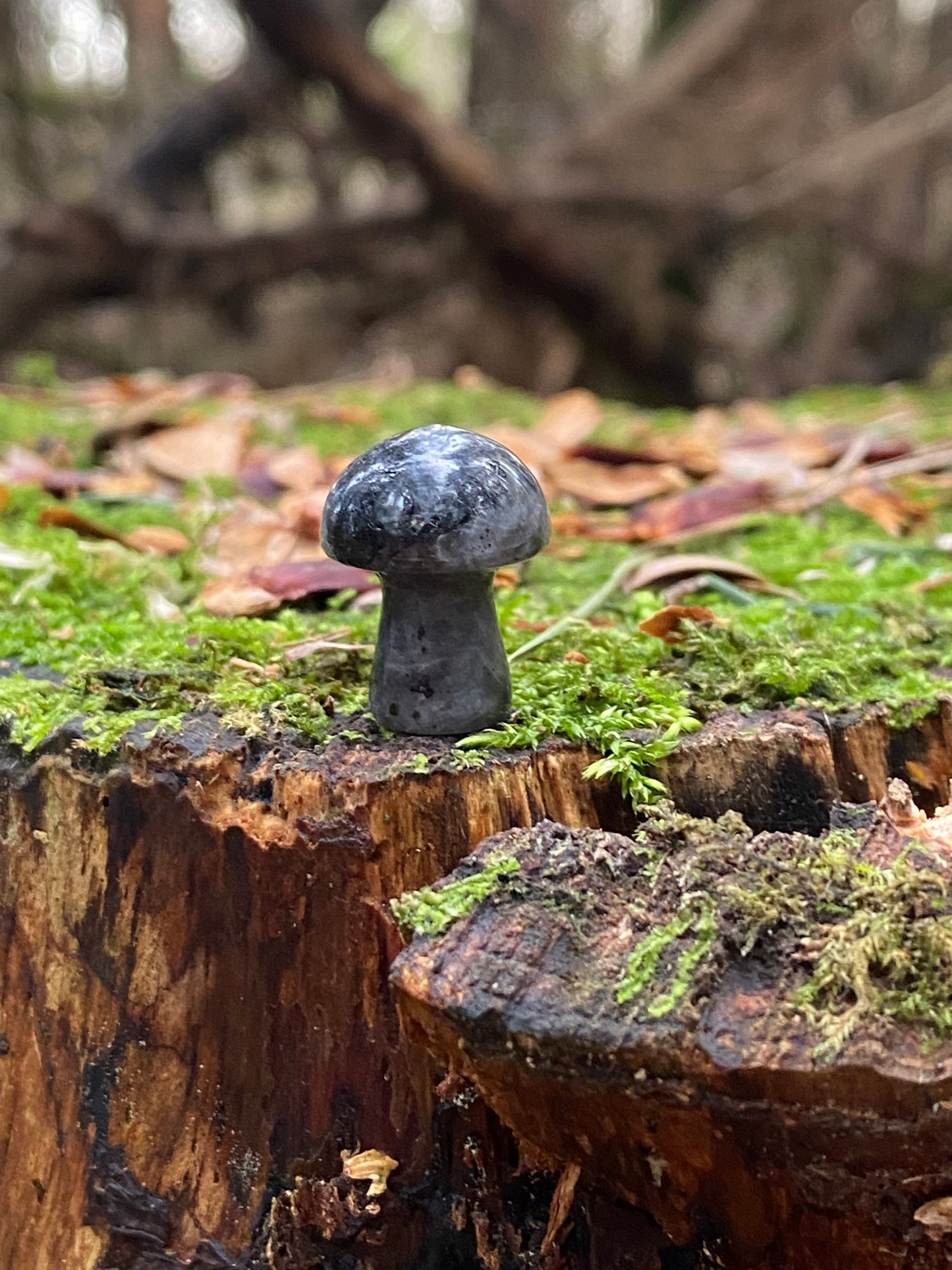 Larvakite Mini Mushroom